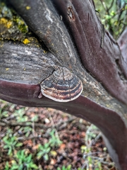 Phellinus arctostaphyli