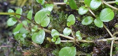 Epilobium nerteroides