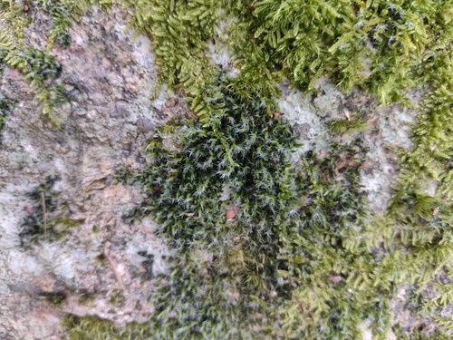 Yellow-green Rock Moss (Racomitrium heterostichum)