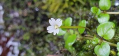 Epilobium nerteroides