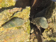 Semisulcospira
