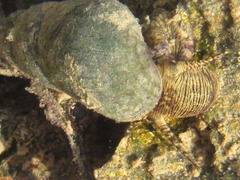 Semisulcospira