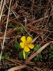 Oxalis colorea