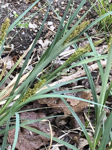 Ravenfoot Sedge (Carex crus)