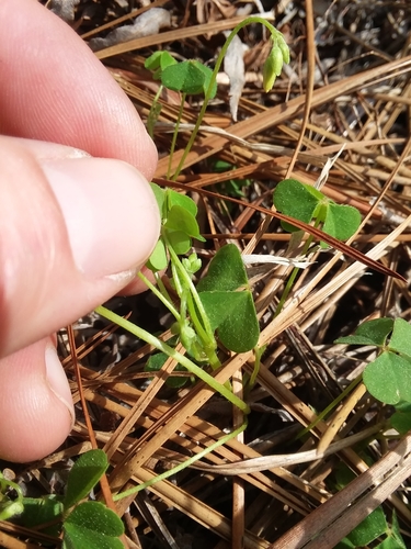 Image of Small's Woodsorrel (Oxalis colorea) by (c) Will McFarland, some rights reserved (CC BY)