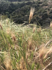 Hordeum jubatum