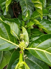 Morinda citrifolia