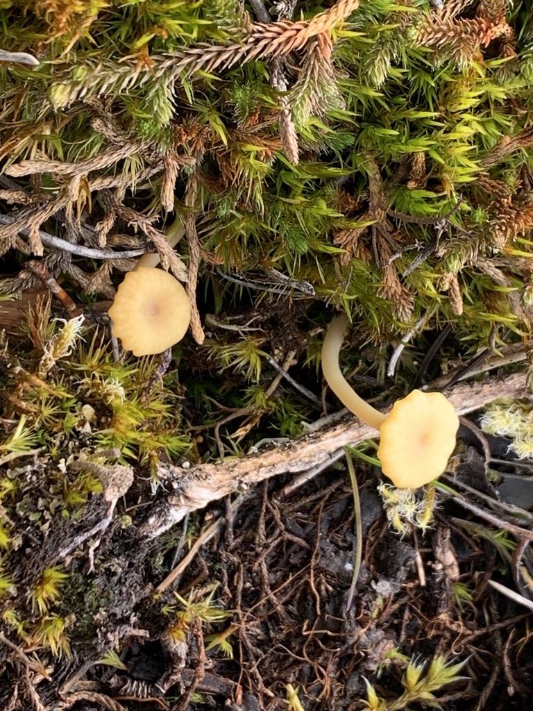 Lichenomphalia ericetorum · March 2026 · photo: © davidbroadland (iNaturalist, cc0)