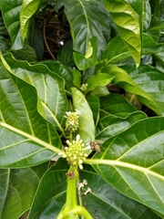 Morinda citrifolia