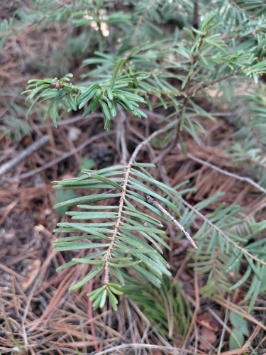 Grand Fir (Abies grandis)