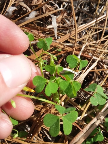 Image of Small's Woodsorrel (Oxalis colorea) by (c) Will McFarland, some rights reserved (CC BY)