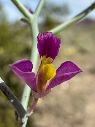 notch-beaked milkwort (Rhinotropis heterorhyncha)