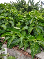 Morinda citrifolia