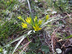 Gagea chlorantha