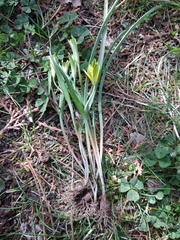 Gagea chlorantha
