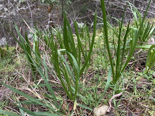 Meadow Deathcamas (Toxicoscordion venenosum)