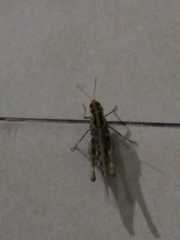 Rhammatocerus pictus