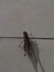 Rhammatocerus pictus