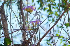 Bignonieae