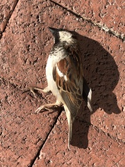 Passer domesticus