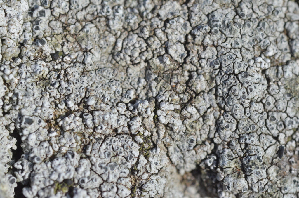 Aspicilia verrucigera