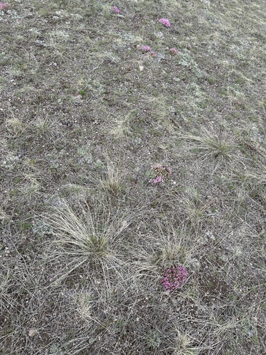 Androsace montana, photograph 3