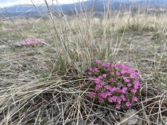 Taryn Brahmsteadt, CC BY, iNaturalist via GBIF Androsace montana, photograph Taryn Brahmsteadt, CC BY, iNaturalist via GBIF
