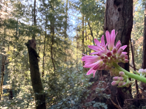 Andrews' Clintonia (Clintonia andrewsiana)
