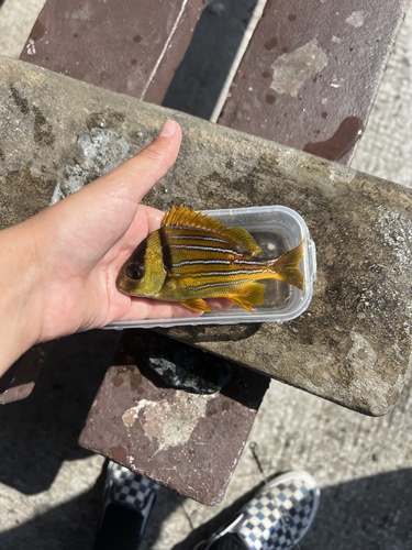 Catalina (Anisotremus taeniatus) — Haemulidae — 3