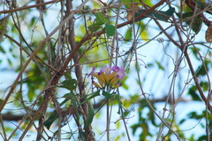 Bignonieae