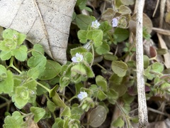 Veronica hederifolia-sublobata-triloba