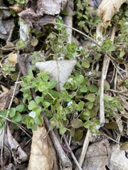 Veronica hederifolia-sublobata-triloba