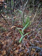Fritillaria micrantha