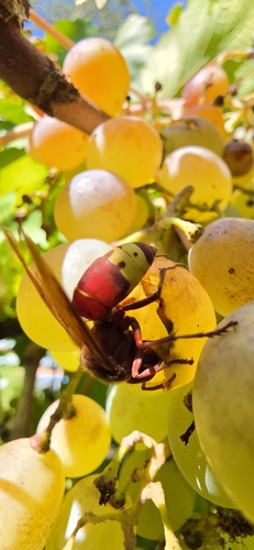 Oriental Hornet, La Medialuna 1310 El carmen, 2900000 Codegua, O'Higgins, Chile, photo 9 of 10