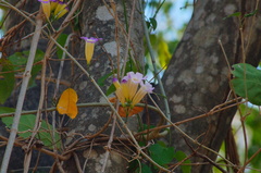 Bignonieae