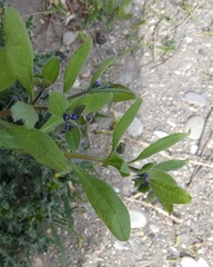 Asperugo procumbens