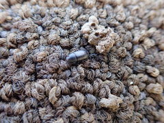 Coleoptera