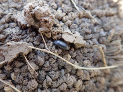Coleoptera