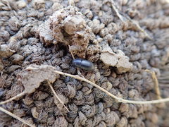 Coleoptera