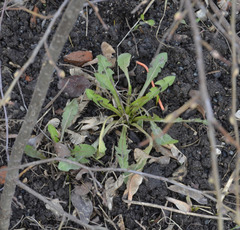 Taraxacum officinale