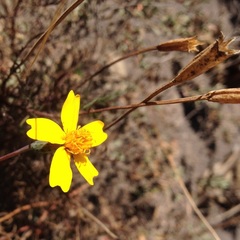 Tagetes linifolia