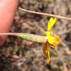Tagetes linifolia