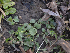 Veronica serpyllifolia