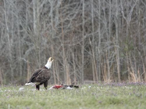 Bald Eagle photographed in Virginia