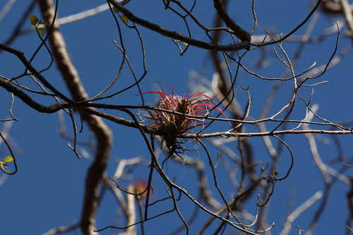 Tree Orchid (Tillandsia brachycaulos)