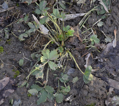 Potentilla intermedia