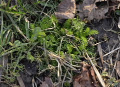 Tripleurospermum inodorum