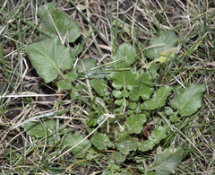 Barbarea vulgaris