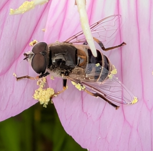 Unknown species found near Plano, TX 75074, USA