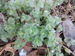 Veronica hederifolia